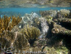 Snorkeling in Xpuha by Philippe Duval 